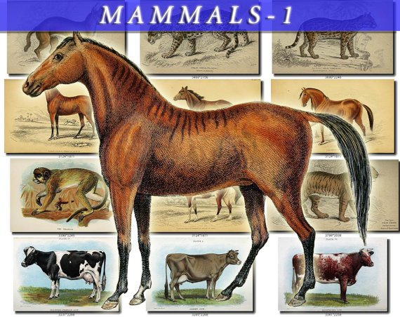 MAMMALS-1 108 vintage print