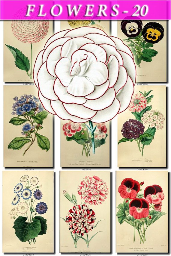 FLOWERS-20-b2 210 vintage print
