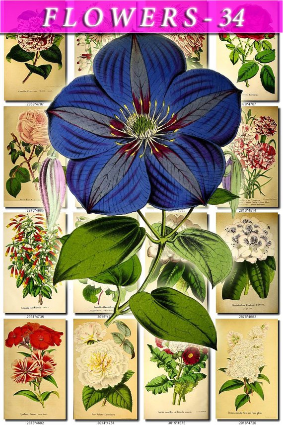 FLOWERS-34 56 vintage print