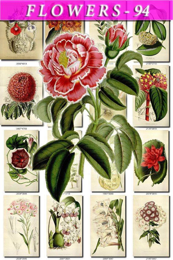 FLOWERS-94 253 vintage print