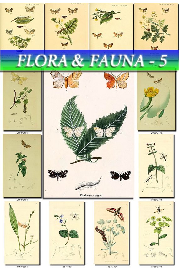 FLORA , FAUNA-5 255 vintage print