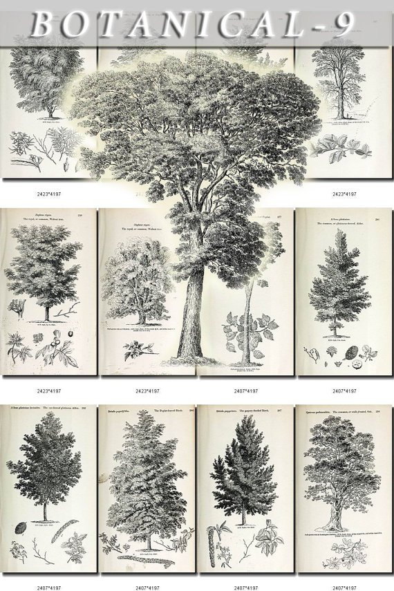 BOTANICAL-9-bw 359 black-, -white vintage print
