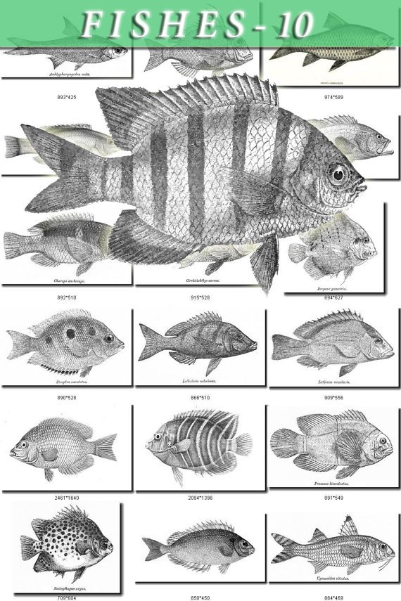 FISHES-10-bw 340 black-, -white vintage print