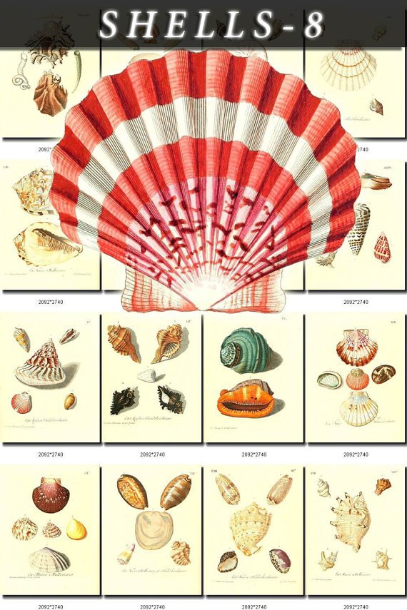 SHELLS-8 214 vintage print