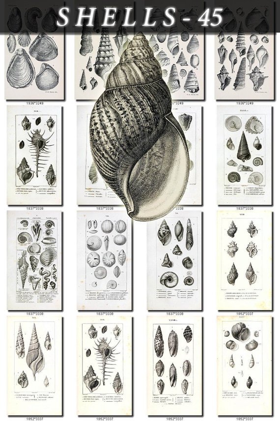 SHELLS-45-bw 357 vintage print