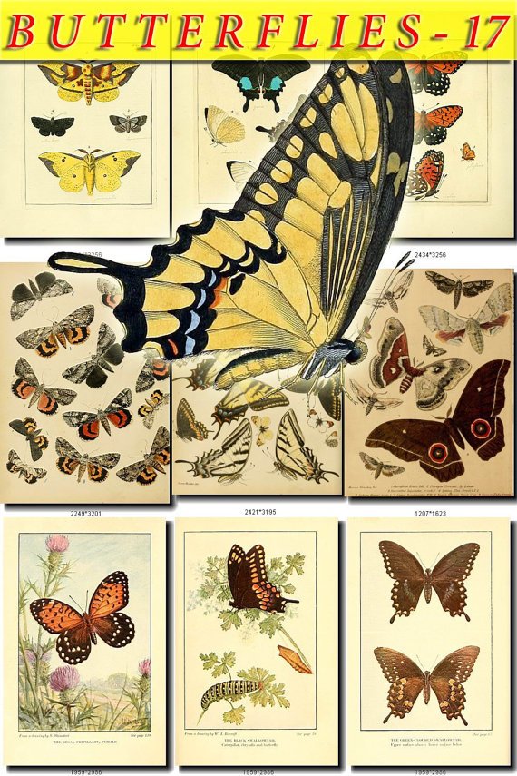 BUTTERFLIES-17-b4 207 vintage print