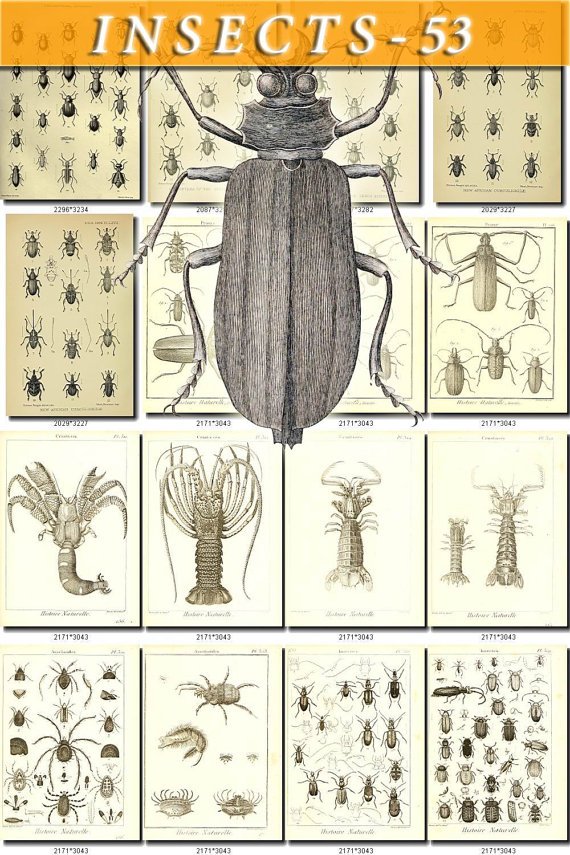 INSECTS-53-bw 241 vintage print
