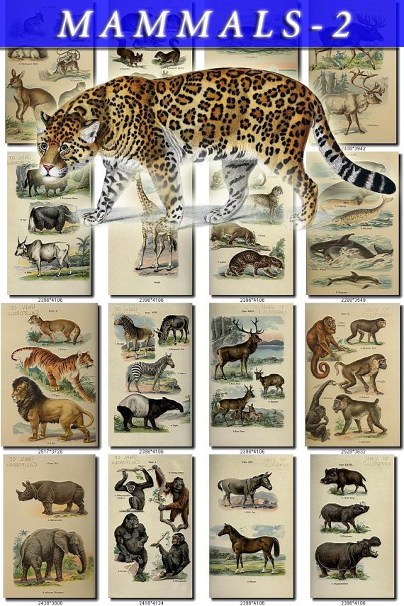 MAMMALS-2 203 vintage print