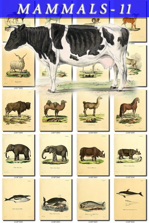 MAMMALS-11 216 vintage print
