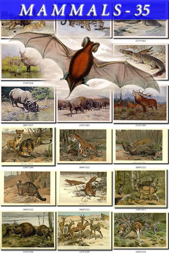 MAMMALS-35 112 vintage print
