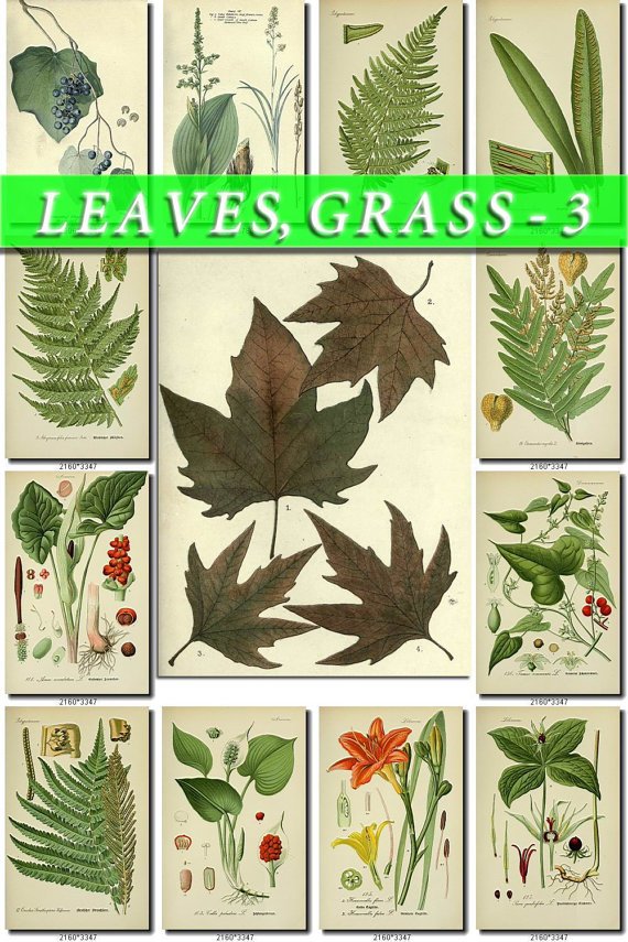 LEAVES GRASS-3 219 vintage print