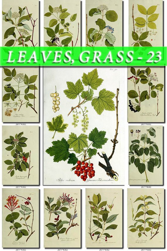 LEAVES GRASS-23 214 vintage print
