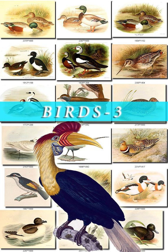 BIRDS-3 780 vintage print