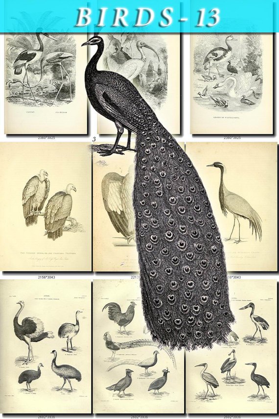 BIRDS-13-bw 203 black-, -white vintage print