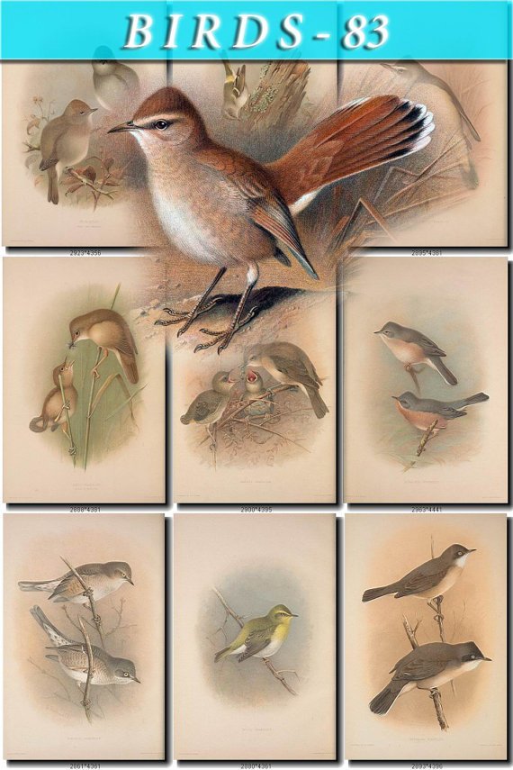 BIRDS-83 80 vintage print