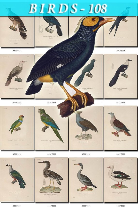 BIRDS-108 59 vintage print