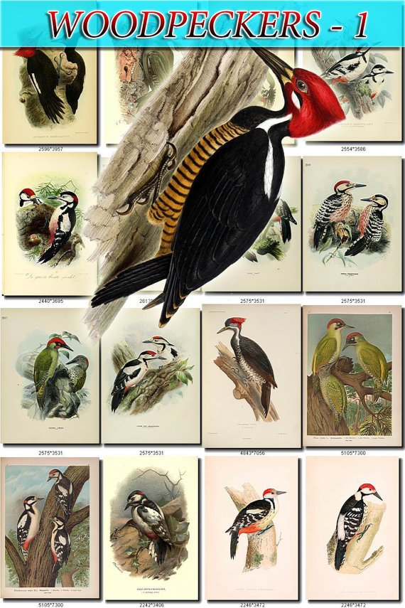 WOODPECKERS-1 Birds 121 vintage print