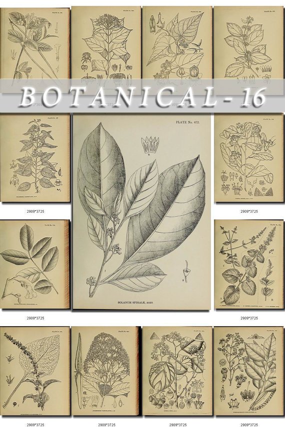 BOTANICAL-16-bw 217 black-, -white vintage print