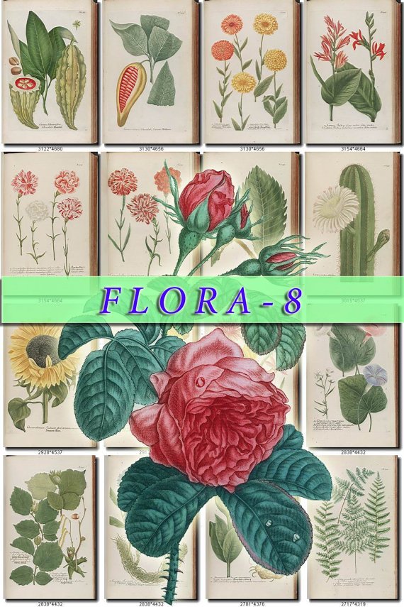 FLORA-8 420 vintage print