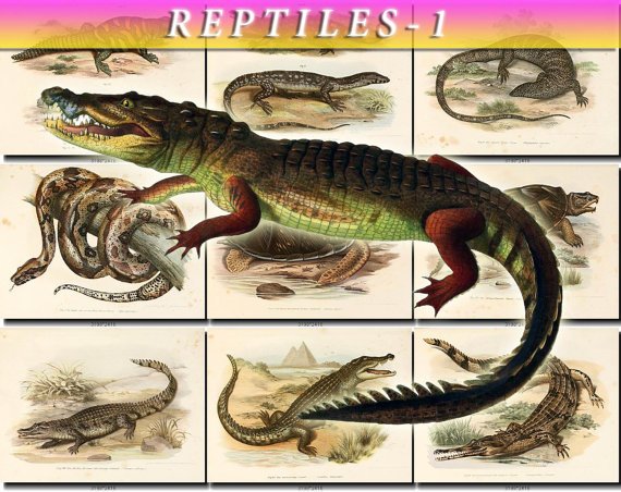 REPTILES & AMPHIBIAS-1 169 vintage print