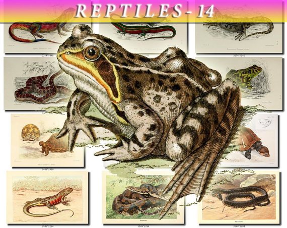 REPTILES & AMPHIBIAS-14 133 vintage print