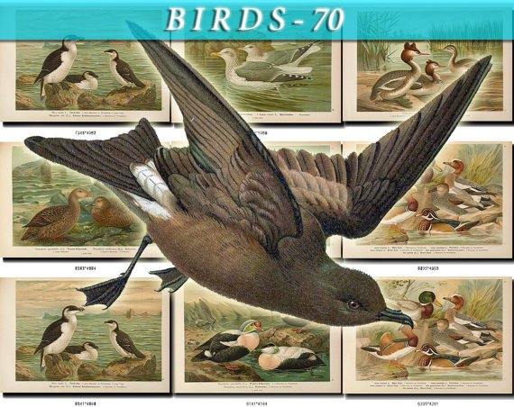 BIRDS-70 51 vintage print