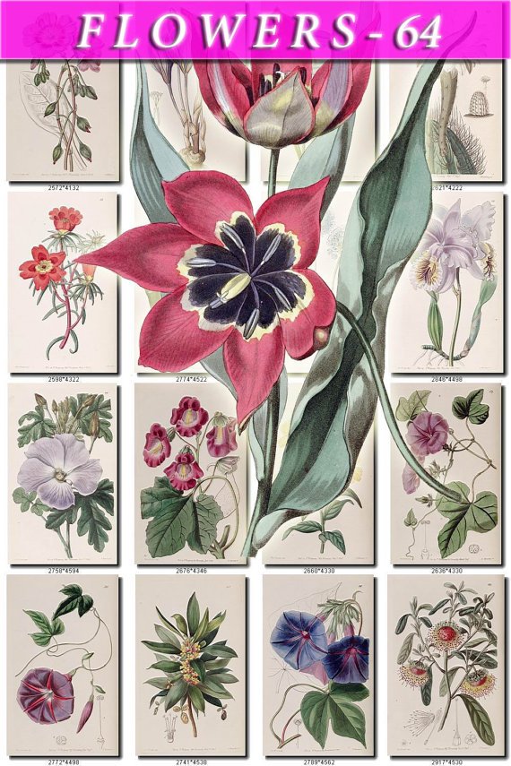 FLOWERS-64 210 vintage print