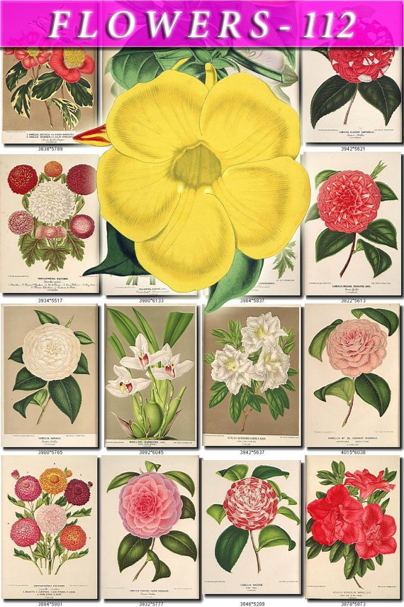FLOWERS-112 216 vintage print