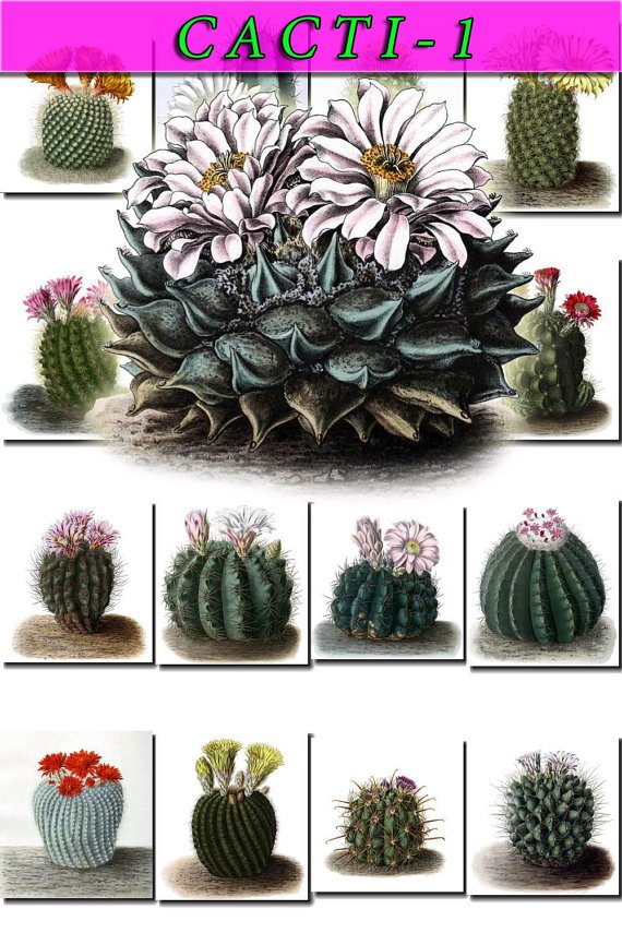 CACTUS-1 flowers 176 Cacti Cactaceae vintage print