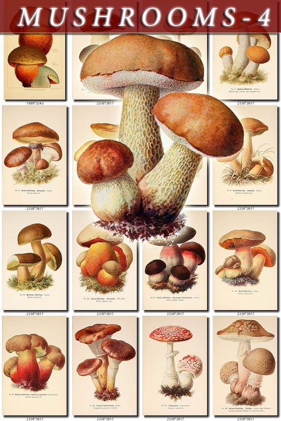 MUSHROOMS-4 297 vintage print
