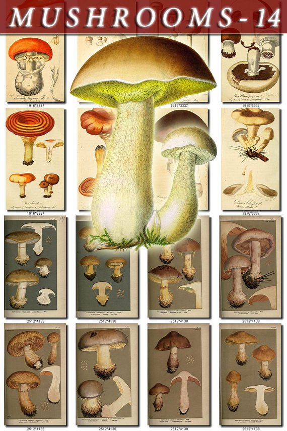 MUSHROOMS-14 173 vintage print
