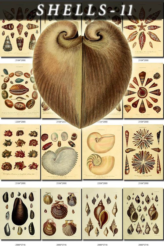 SHELLS-11 273 vintage print