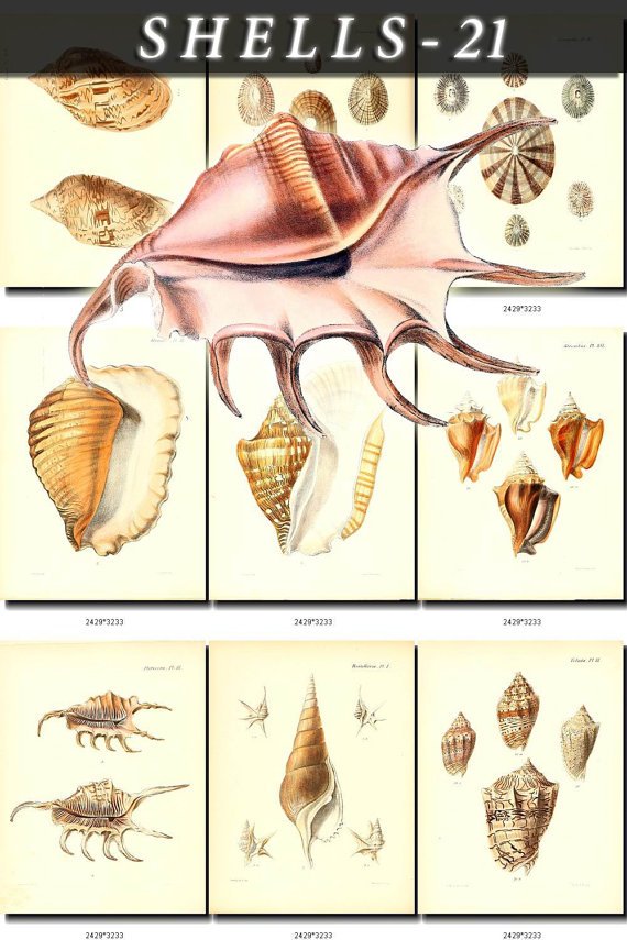 SHELLS-21 129 vintage print