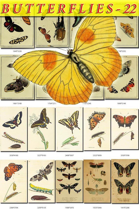 BUTTERFLIES-22 75 vintage print