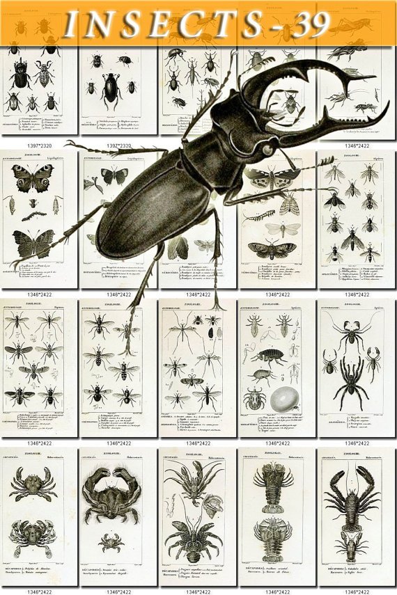 INSECTS-39-bw 178 vintage print