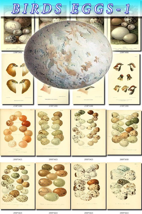 BIRDS EGGS-1 319 nests heads vintage print