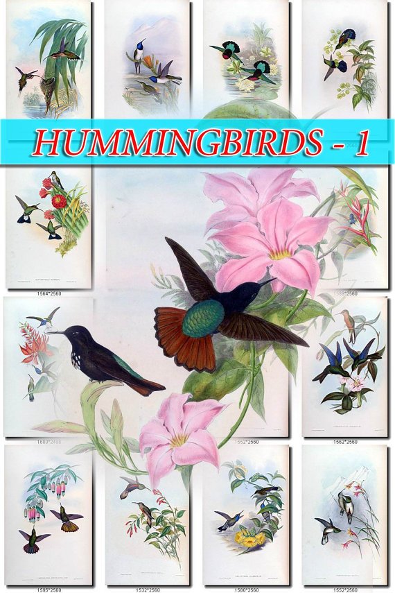 HUMMINGBIRDS-1 TROCHILIDAE 208 vintage print