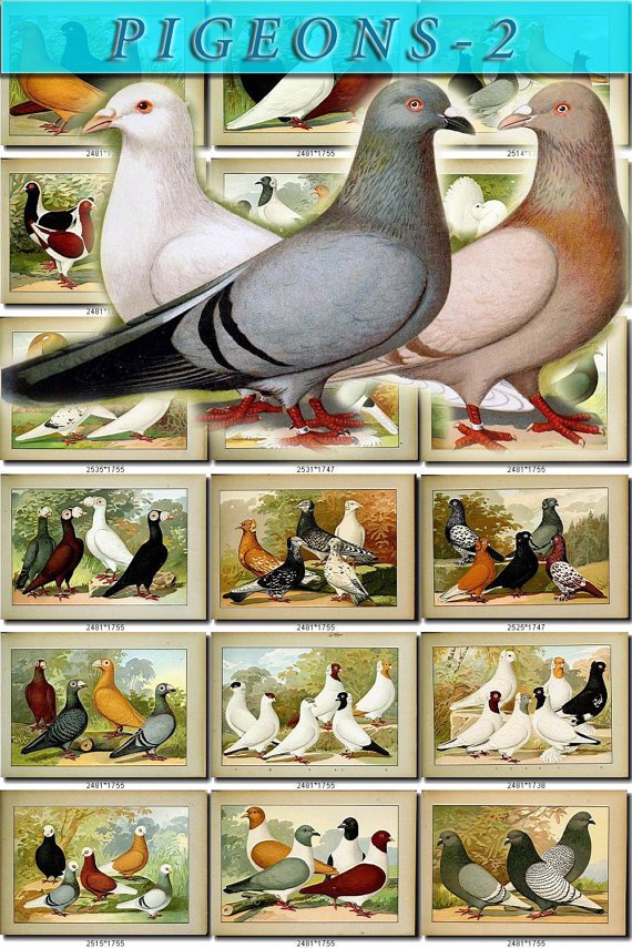 PIGEONS-2 birds 100 pictures vintage print