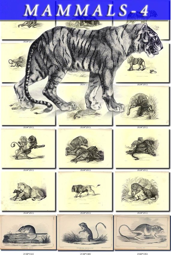MAMMALS-4-bw 208 black-, -white vintage print