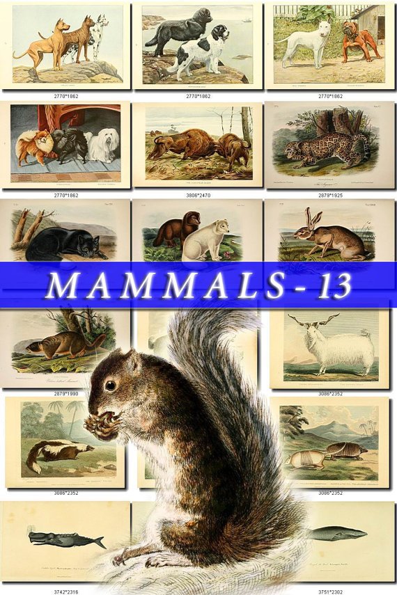 MAMMALS-13 218 vintage print