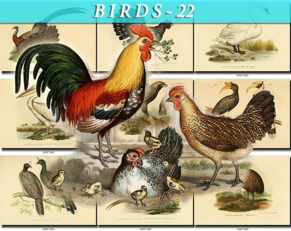 BIRDS-22 207 vintage print