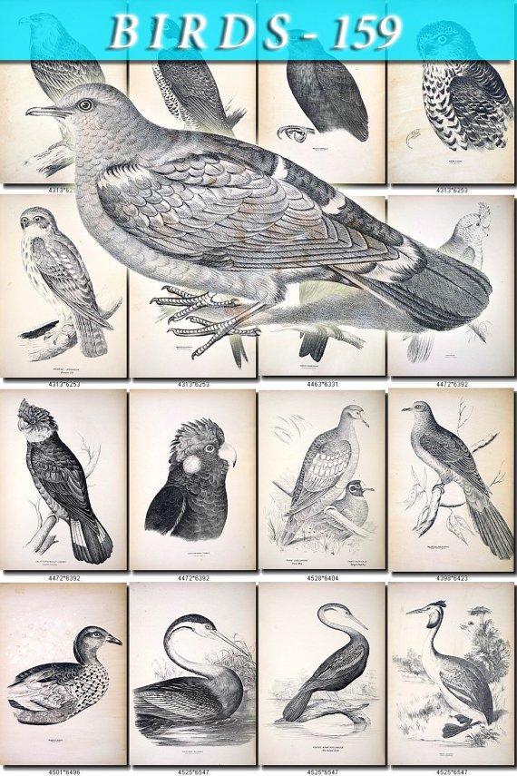 BIRDS-159-bw 242 black-, -white vintage print