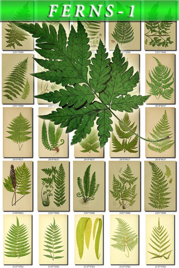 FERNS-1 222 vintage print