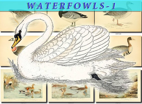 WATERFOWLS-1 Birds 54 vintage print