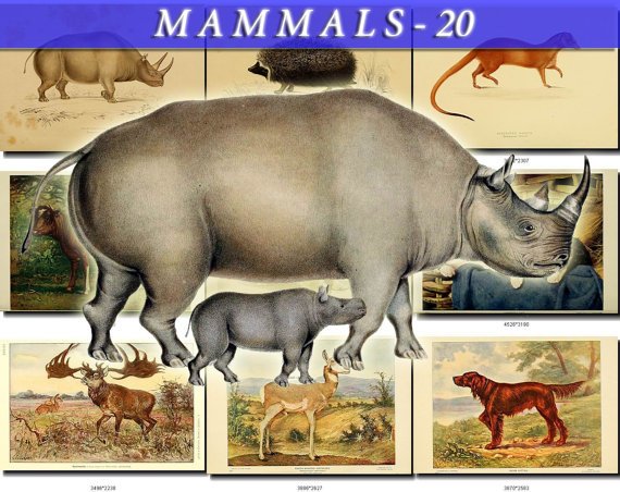 MAMMALS-20 178 vintage print