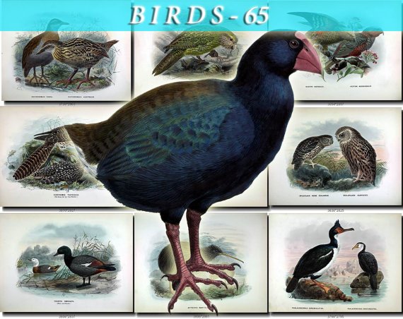 BIRDS-65 74 vintage print