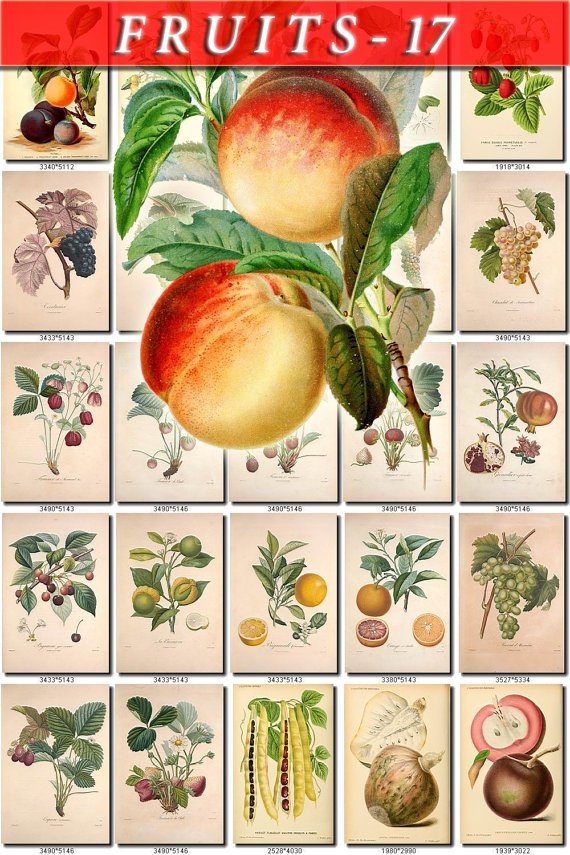 FRUITS VEGETABLES-17 114 vintage print