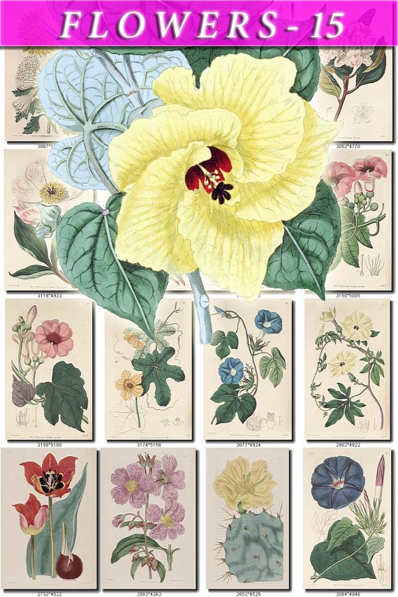 FLOWERS-15 263 vintage print
