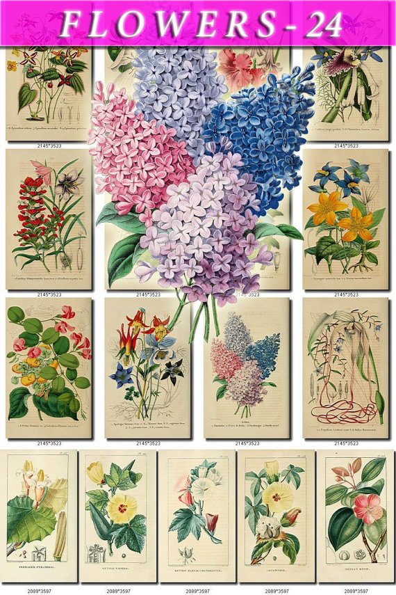 FLOWERS-24 71 vintage print