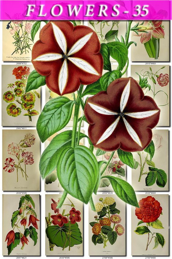 FLOWERS-35 72 vintage print